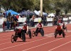 wheelchair track athletes competing in a race